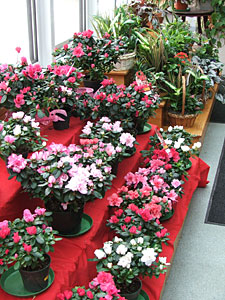 Lush blooming and green plants fill our shop at Maplehurst Florist of Essex Junction