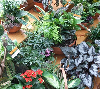 Green and blooming plants from Maplehurst Florist in Vermont