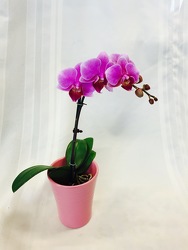 Miniature Phalaenopsis Orchid from Maplehurst Florist, local flower shop in Essex Junction