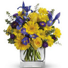 Blue and Gold from Maplehurst Florist, local flower shop in Essex Junction