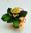 Blooming Kalanchoe Plant from Maplehurst Florist, local flower shop in Essex Junction