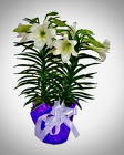 Large Easter Lily from Maplehurst Florist, local flower shop in Essex Junction