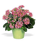 Kalanchoe
