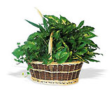 Green Garden Basket Deluxe