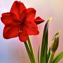 Holiday Amaryllis from Maplehurst Florist, local flower shop in Essex Junction Holiday Amaryllis from Maplehurst Florist, local flower shop in Essex Junction