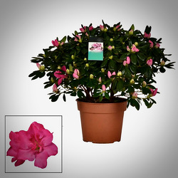 Azalea Plant from Maplehurst Florist, local flower shop in Essex Junction