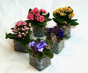 Cache Pot Planter Special from Maplehurst Florist, local flower shop in Essex Junction