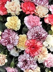 Carnations in Vase from Maplehurst Florist, local flower shop in Essex Junction