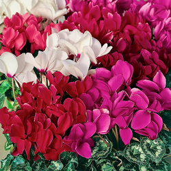 Cyclamen Plant from Maplehurst Florist, local flower shop in Essex Junction