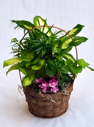 Desk Top Dish Garden from Maplehurst Florist, local flower shop in Essex Junction