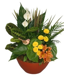 Dish Garden with Cut Flowers from Maplehurst Florist, local flower shop in Essex Junction