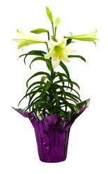 Easter Lily Plant from Maplehurst Florist, local flower shop in Essex Junction