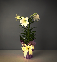 Easter Lily Plant from Maplehurst Florist, local flower shop in Essex Junction