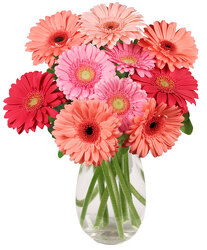 Gerbera Brights from Maplehurst Florist, local flower shop in Essex Junction