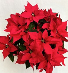 Red Poinsettia  from Maplehurst Florist, local flower shop in Essex Junction