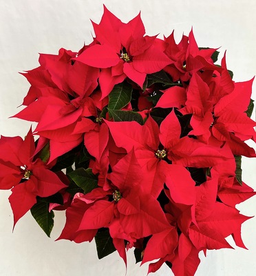 Red Poinsettia