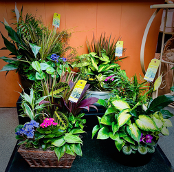 Large Dish Gardens from Maplehurst Florist, local flower shop in Essex Junction