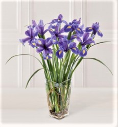 Incredible Iris from Maplehurst Florist, local flower shop in Essex Junction