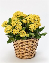 Kalanchoe Plant from Maplehurst Florist, local flower shop in Essex Junction