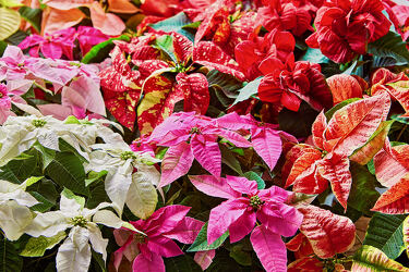 Novelty Color Poinsettia from Maplehurst Florist, local flower shop in Essex Junction