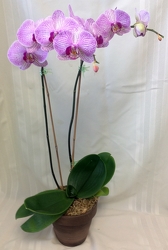 Phalaenopsis Orchid from Maplehurst Florist, local flower shop in Essex Junction