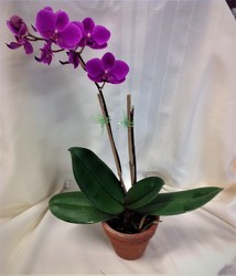 Orchid Plant from Maplehurst Florist, local flower shop in Essex Junction