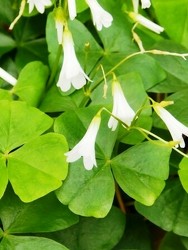 Oxalis Plant from Maplehurst Florist, local flower shop in Essex Junction