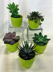 Potted Succulent from Maplehurst Florist, local flower shop in Essex Junction