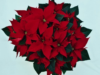 Red Poinsettia  from Maplehurst Florist, local flower shop in Essex Junction