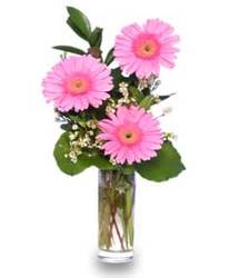 Three Beautiful Gerberas from Maplehurst Florist, local flower shop in Essex Junction