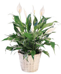 Simply Elegant Spathiphyllum from Maplehurst Florist, local flower shop in Essex Junction Simply Elegant Spathiphyllum from Maplehurst Florist, local flower shop in Essex Junction