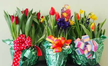 Bulb Gardens from Maplehurst Florist, local flower shop in Essex Junction