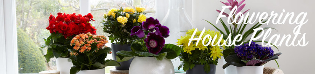 Seasonal Plants from Maplehurst Florist, local flower shop in Essex Junction