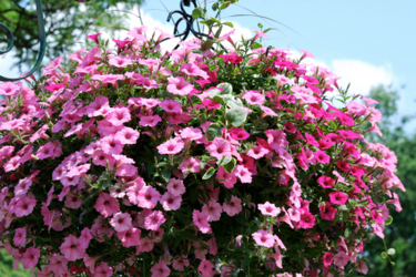 Blooming Hanging Basket from Maplehurst Florist, local flower shop in Essex Junction