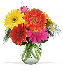 Fiesta Gerbera Vase from Maplehurst Florist, local flower shop in Essex Junction