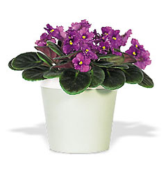 African Violet from Maplehurst Florist, local flower shop in Essex Junction