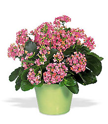Kalanchoe from Maplehurst Florist, local flower shop in Essex Junction