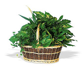 Green Garden Basket Deluxe from Maplehurst Florist, local flower shop in Essex Junction