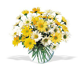 Dashing Daisies from Maplehurst Florist, local flower shop in Essex Junction